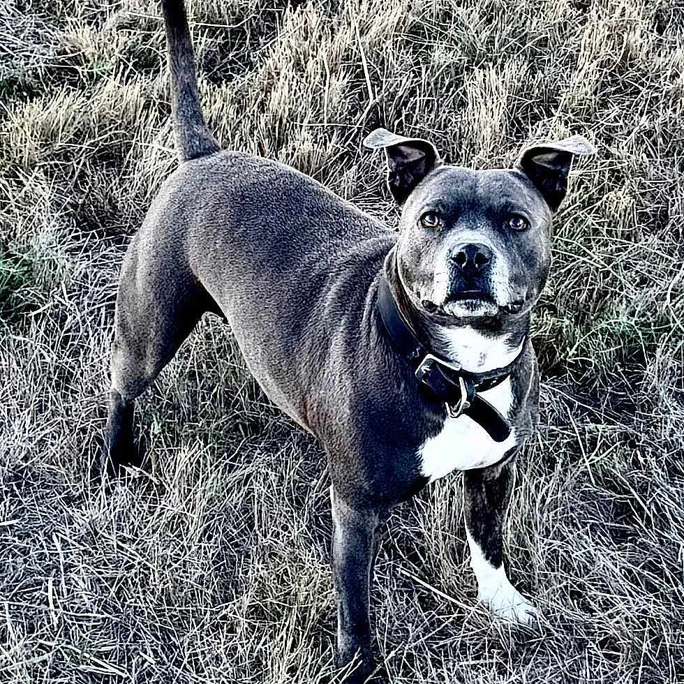 Tayca a rejoint le concours — aidez-le/la à gagner de superbes lots ! alert, animal, black_and_white, canine, collar, daylight, dog, dry_grass, field, full_body, grass, looking_at_camera, nature, outdoors, pet, portrait, short_hair, standing, white_chest, white_paws