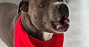 Tayca a rejoint le concours — aidez-le/la à gagner de superbes lots ! animal, brown_eyes, canine, close_up, collar, dog, floor, gray_coat, home, indoors, open_mouth, pet, photography, pit_bull, portrait, red_bandana, short_hair, soft_lighting, standing, teeth