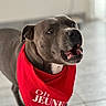 animal, brown_eyes, canine, close_up, collar, dog, floor, gray_coat, home, indoors, open_mouth, pet, photography, pit_bull, portrait, red_bandana, short_hair, soft_lighting, standing, teeth