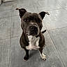 Tayca a rejoint le concours — aidez-le/la à gagner de superbes lots ! black_and_white, brown_fur, canine, dog, floor, floppy_ears, front_view, funny_expression, home, indoors, looking_at_camera, pet, portrait, puppy, short_hair, sitting, tile_floor, upright_ears, white_chest, white_paws