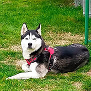 Aïko a rejoint le concours — aidez-le/la à gagner de superbes lots ! dog, siberian_husky, animal, pet, canine, outdoor, grass, lawn, harness, black_and_white, resting, lying_down, nature, fur, ears, nose, eyes, summer, daylight, quiet
