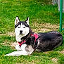 dog, siberian_husky, animal, pet, canine, outdoor, grass, lawn, harness, black_and_white, resting, lying_down, nature, fur, ears, nose, eyes, summer, daylight, quiet