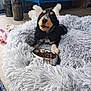 Aloé Vera participe au concours pour gagner de l'argent avec cette photo : animal, bed, blue_cabinet, cozy, cute, dog, floor, fluffy_bed, food_bowl, home, indoor, kibble, looking_up, pet, plush_toy, puppy, resting, toy, wood_floor, young_dog