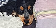 Aloé Vera participe au concours pour gagner de l'argent avec cette photo : animal, bedroom, black_and_tan, close_up, comfort, couch, cozy, cute, dog, face, fur, home, indoor, pet, pillows, puppy, relaxing, resting, sleepy, soft