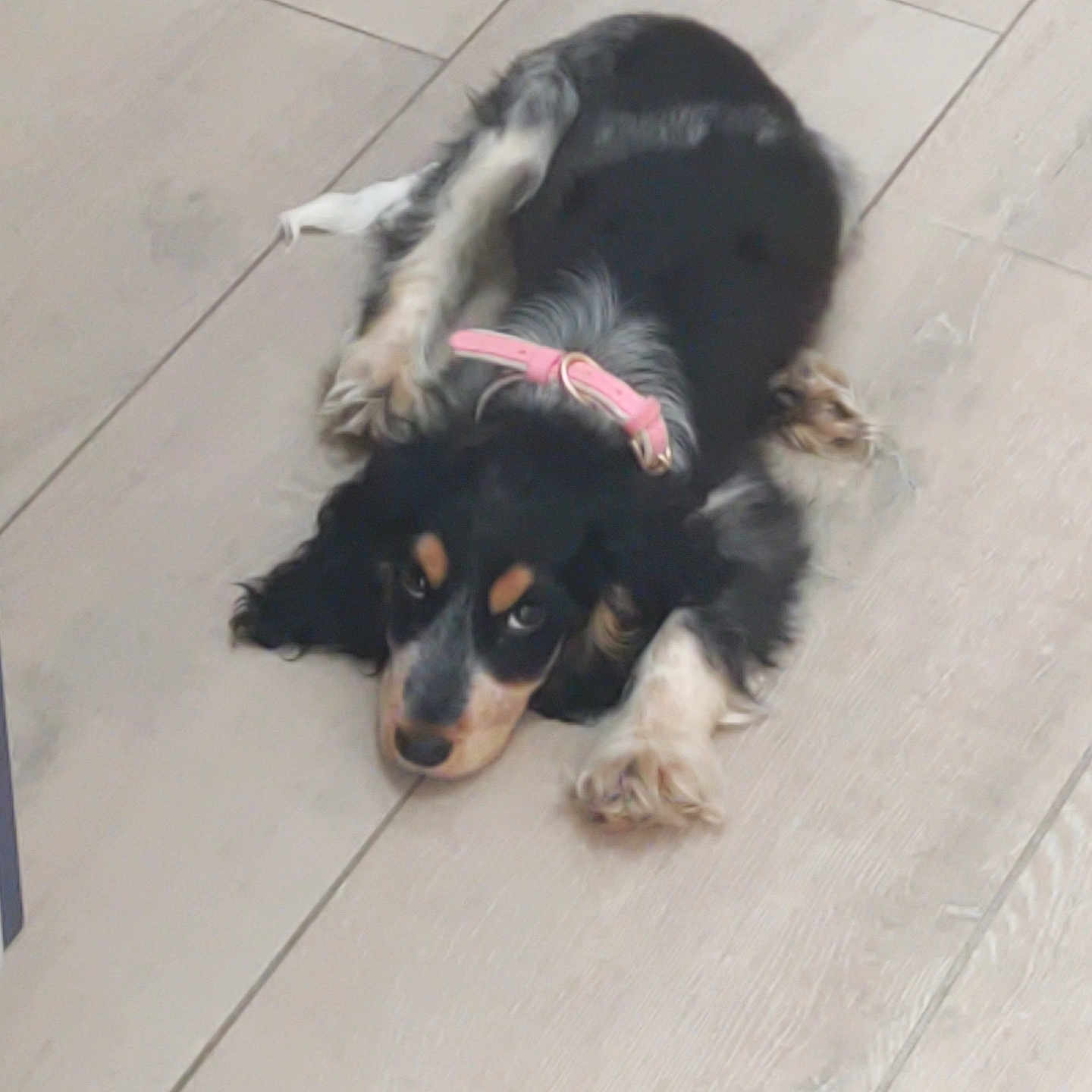 Aloé Vera participe au concours pour gagner de l'argent avec cette photo : animal, black, collar, cute, dog, domestic_animal, ears, floor, fur, indoor, looking_up, lying_down, paws, pet, pet_accessory, pink_collar, puppy, tan, wooden_floor, young_dog