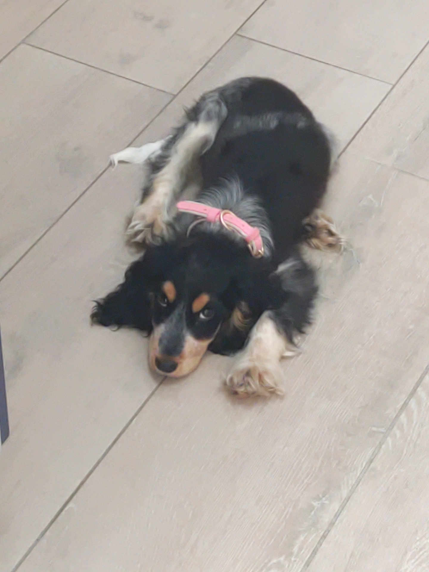Aloé Vera participe au concours pour gagner de l'argent avec cette photo : animal, black, collar, cute, dog, domestic_animal, ears, floor, fur, indoor, looking_up, lying_down, paws, pet, pet_accessory, pink_collar, puppy, tan, wooden_floor, young_dog