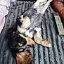 Aloé Vera a rejoint le concours — aidez-le/la à gagner de superbes lots ! arm, blanket, closeup, comfort, couch, dog, ear, fur, gray, human, indoor, paw, pet, puppy, relaxed, remote_control, resting, sleeping, tattoo, texture