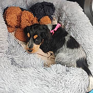 Aloé Vera participe au concours pour gagner de l'argent avec cette photo : animal, bed, black_and_white, blanket, brown, comfort, cozy, cute, dog, fur, indoors, pet, pink_harness, plush_toy, puppy, resting, sleepy, snuggle, soft, toy