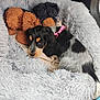 animal, bed, black_and_white, blanket, brown, comfort, cozy, cute, dog, fur, indoors, pet, pink_harness, plush_toy, puppy, resting, sleepy, snuggle, soft, toy