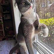 Sushi is registered to the contest to win money with this photo: cat, gray_cat, white_cat, windowsill, window, sunlight, paw_raised, indoor, shelf, binder, curious, pet, feline, whiskers, greenery, garden, focused, playful, tongue_out, cozy