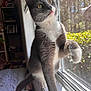 cat, gray_cat, white_cat, windowsill, window, sunlight, paw_raised, indoor, shelf, binder, curious, pet, feline, whiskers, greenery, garden, focused, playful, tongue_out, cozy