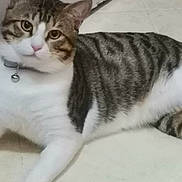 Dasty Muffin is registered to the contest to win money with this photo: bell, cat, close_up, collar, cute, domestic_cat, ears, feline, floor, gaze, indoor, lying_down, paw, pet, portrait, stripes, tabby, tile, whiskers, white_fur