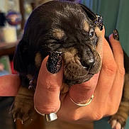 Dolly Ann is registered to the contest to win money with this photo: adorable, animal, close_up, cute, dog, face, furry, glitter_nails, hand, human_hand, indoor, nails, paw, pet, puppy, ring, sleepy, snout, tiny, young