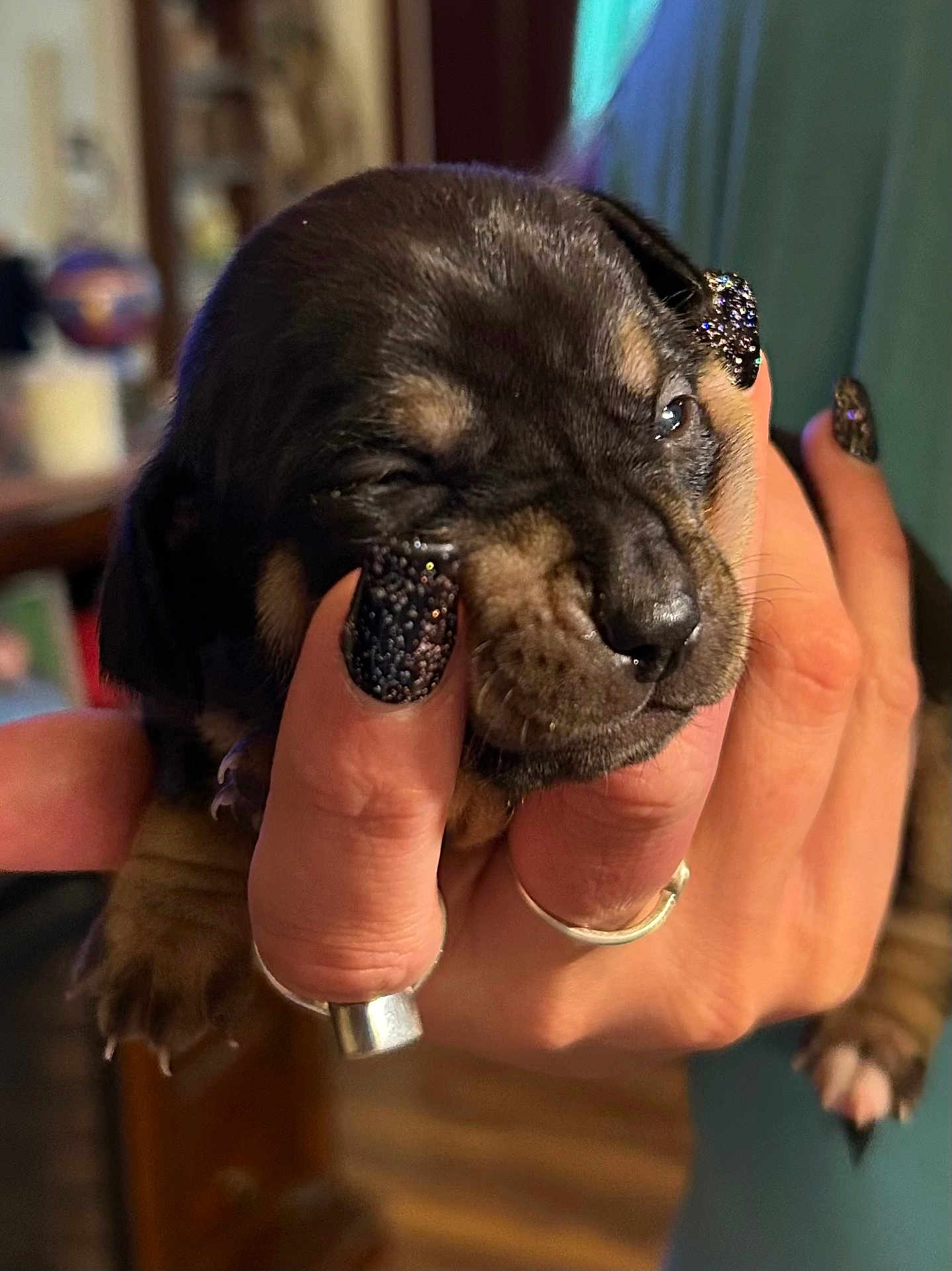 Dolly Ann is registered to the contest to win money with this photo: adorable, animal, close_up, cute, dog, face, furry, glitter_nails, hand, human_hand, indoor, nails, paw, pet, puppy, ring, sleepy, snout, tiny, young