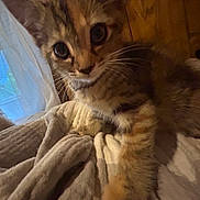 Winnie Poo is registered to the contest to win money with this photo: animal, blanket, cat, close_up, cozy, curious, curtain, cute, feline, fur, indoor, kitten, pet, resting, soft, tabby, warm, whiskers, window, young