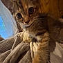 animal, blanket, cat, close_up, cozy, curious, curtain, cute, feline, fur, indoor, kitten, pet, resting, soft, tabby, warm, whiskers, window, young