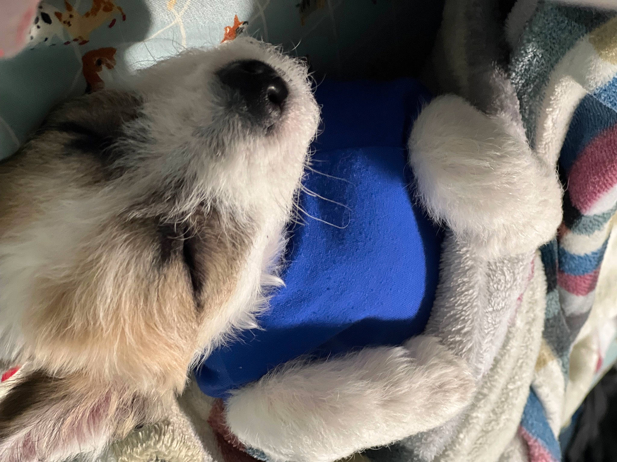 Teddy joined the competition — help win amazing prizes! canidae, carnivore, claw, companion_dog, dog, dog_breed, dog_supply, electric_blue, fawn, felidae, fur, nap, paw, puppy_love, snout, spitz, sporting_group, tail, toy_dog, whiskers