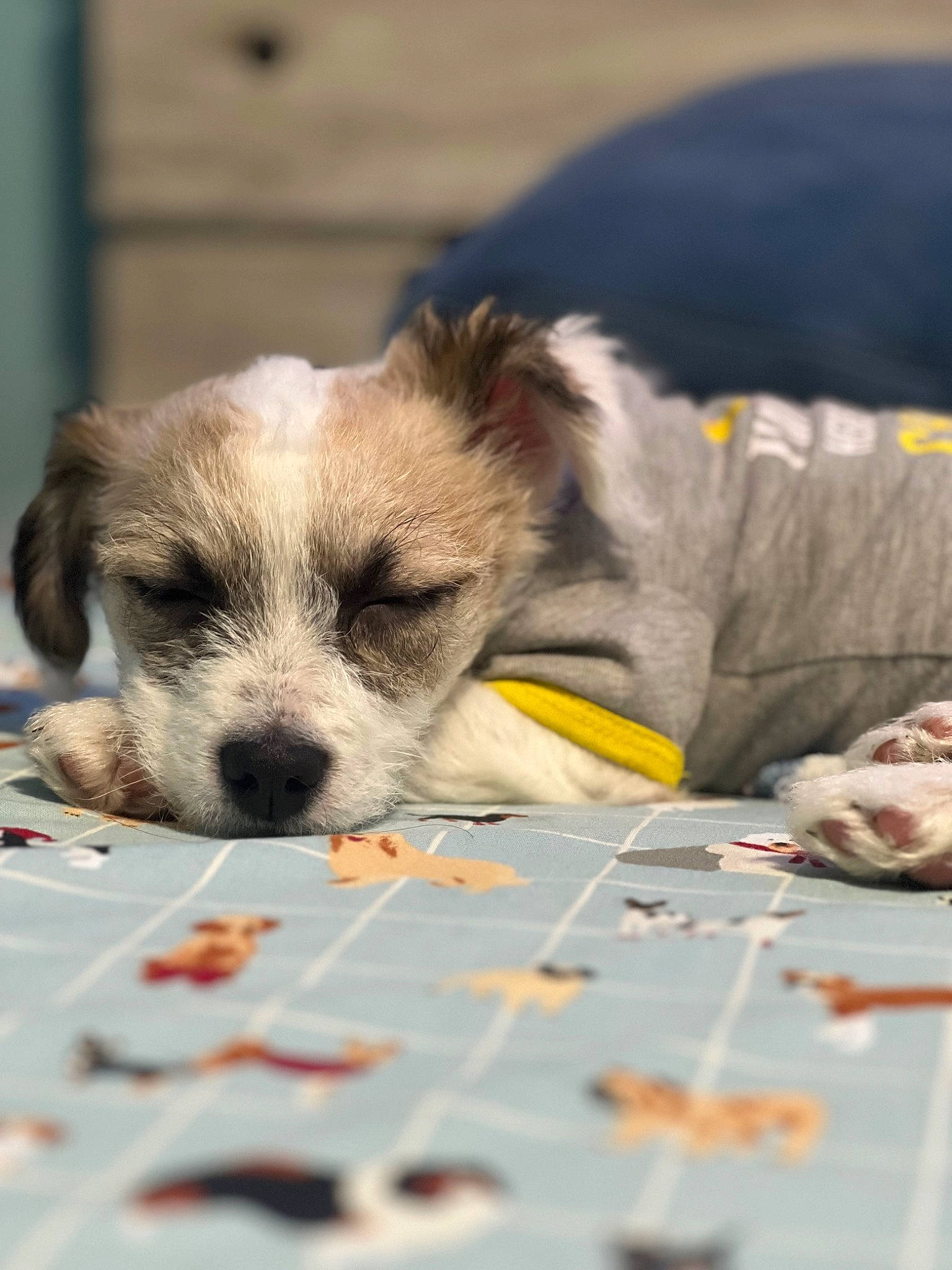 Teddy joined the competition — help win amazing prizes! carnivore, companion_dog, crossword, dog, dog_breed, flooring, fur, linens, pattern, paw, pet_supply, puzzle, table, tableware, terrestrial_animal, toy, whiskers