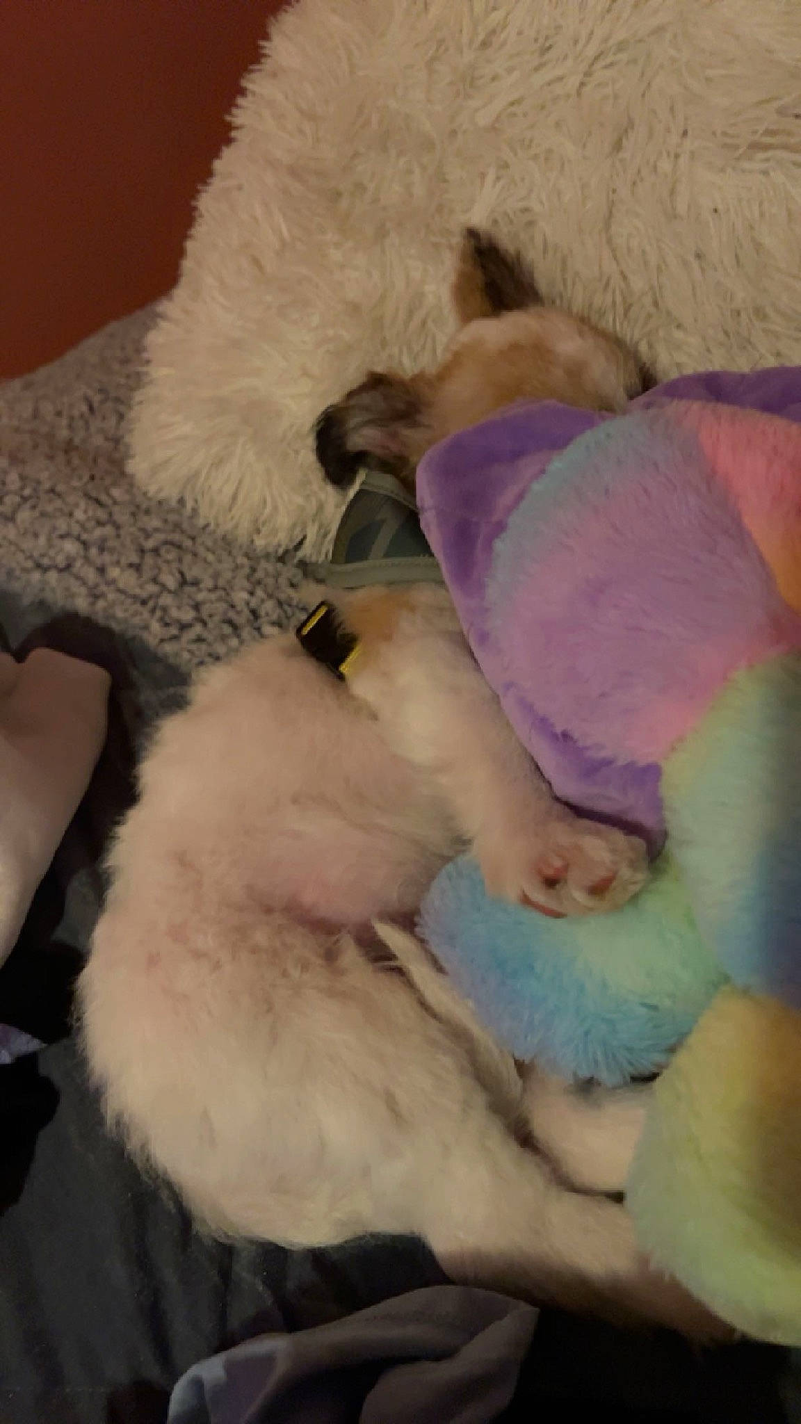 Teddy is registered to the contest to win money with this photo: bed, bedding, canidae, carnivore, comfort, companion_dog, dog_breed, fawn, felidae, fur, linens, nap, paw, plush, room, small_to_medium_sized_cats, stuffed_toy, tail, toy, whiskers