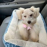 Sadie is registered to the contest to win money with this photo: dog, pet_bed, car_interior, seat, fluffy, white_dog, bow, cute, animal, companion, cozy, small_dog, car_door, leather_seat, window_handle, indoor, portrait, sitting, pet_accessory, domestic_animal