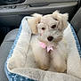 dog, pet_bed, car_interior, seat, fluffy, white_dog, bow, cute, animal, companion, cozy, small_dog, car_door, leather_seat, window_handle, indoor, portrait, sitting, pet_accessory, domestic_animal