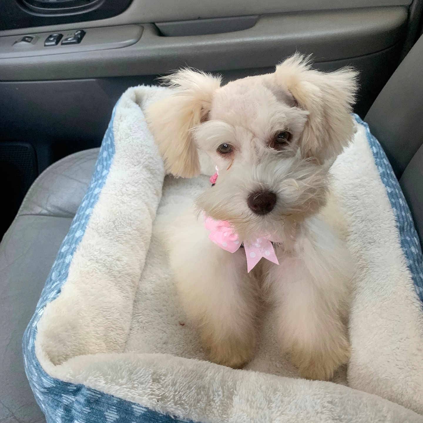 Sadie is registered to the contest to win money with this photo: animal, bow, car_door, car_interior, companion, cozy, cute, dog, domestic_animal, fluffy, indoor, leather_seat, pet_accessory, pet_bed, portrait, seat, sitting, small_dog, white_dog, window_handle