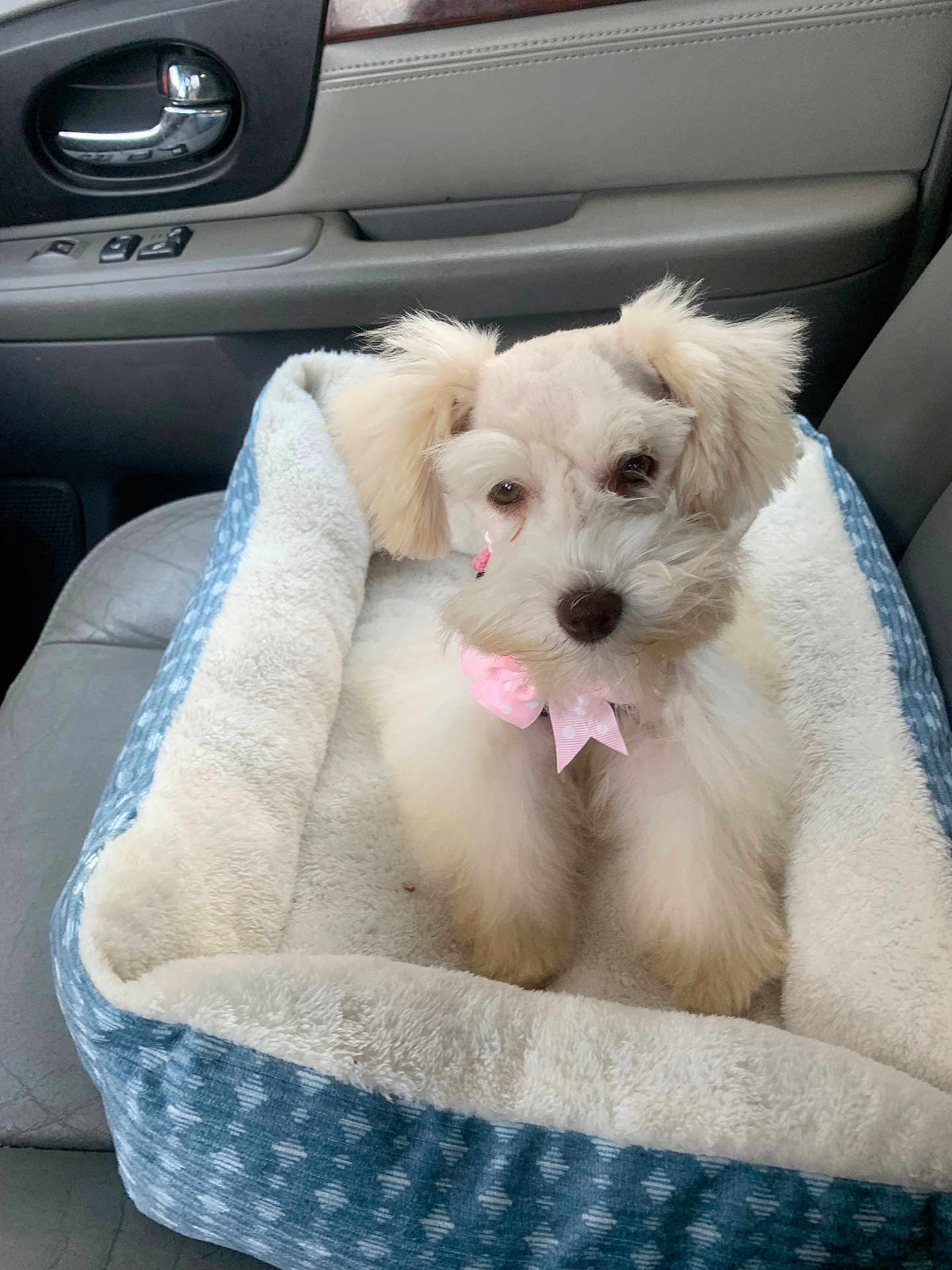 Sadie is registered to the contest to win money with this photo: dog, pet_bed, car_interior, seat, fluffy, white_dog, bow, cute, animal, companion, cozy, small_dog, car_door, leather_seat, window_handle, indoor, portrait, sitting, pet_accessory, domestic_animal