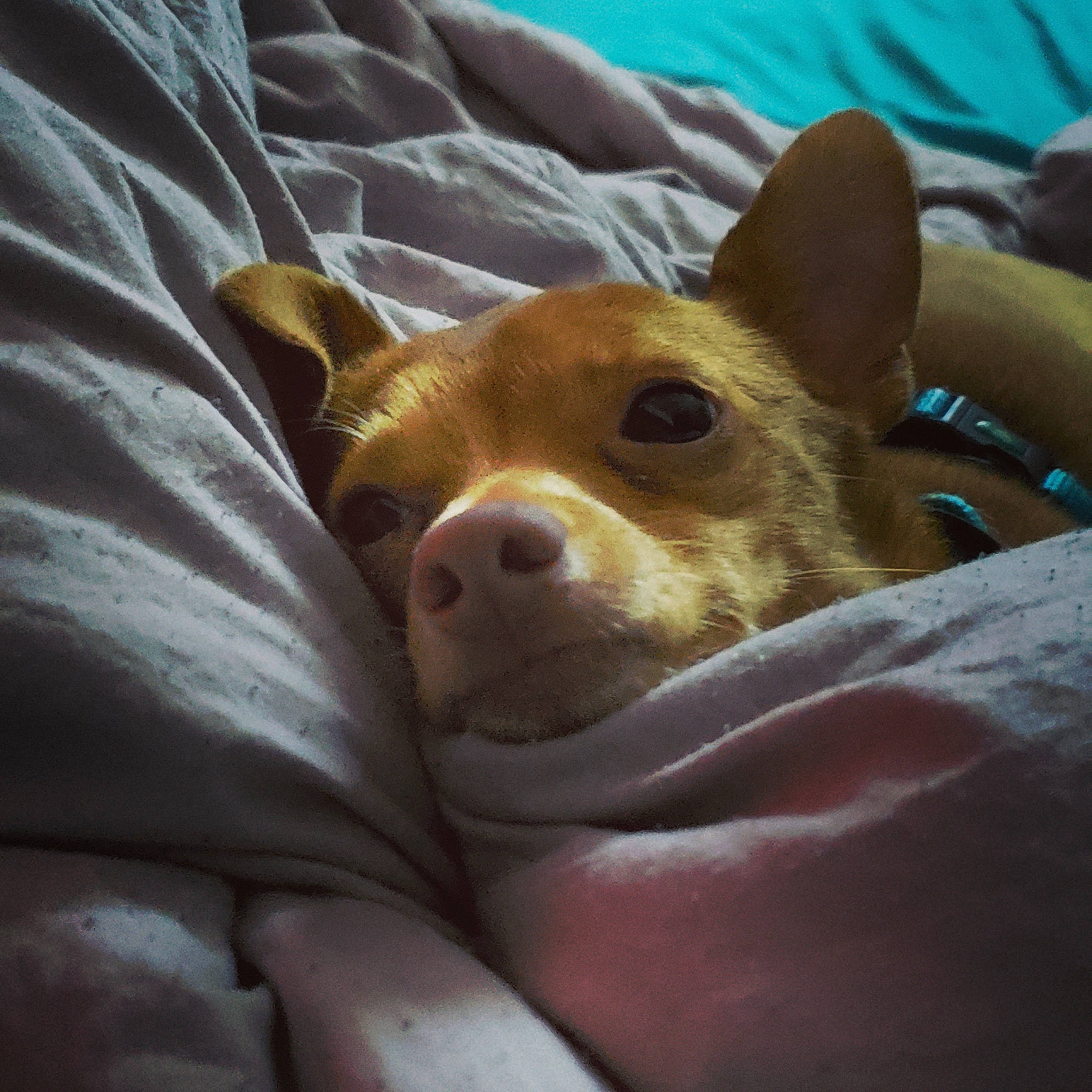 Buddy joined the competition — help win amazing prizes! canidae, carnivore, chihuahua, companion_dog, corgi_chihuahua, dog, dog_breed, ear, eye, fawn, mammal, nose, puppy, snout, toy_dog, vertebrate, whiskers