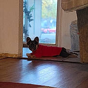 Dior joined the competition — help win amazing prizes! dog, indoor, red_sweater, wooden_floor, doorway, curious, pet, small_dog, relaxed, home, cozy, furniture, window, natural_light, animal, floor, laying_down, black_and_tan, ears, domestic