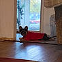 dog, indoor, red_sweater, wooden_floor, doorway, curious, pet, small_dog, relaxed, home, cozy, furniture, window, natural_light, animal, floor, laying_down, black_and_tan, ears, domestic