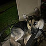 Korra is registered to the contest to win money with this photo: dog, animal, pet, chair, outdoor, night, blue_eyes, fur, canine, resting, garden, grass, metal, armrest, portrait, sitting, quiet, domestic_animal, side_view, shadow