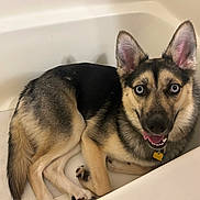 Korra is registered to the contest to win money with this photo: dog, bathtub, blue_eyes, happy, tongue_out, pet, canine, fur, ears, collar, indoor, cute, animal, smiling, lying_down, domestic_animal, paw, looking_up, light, tan_and_black