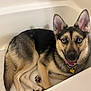 dog, bathtub, blue_eyes, happy, tongue_out, pet, canine, fur, ears, collar, indoor, cute, animal, smiling, lying_down, domestic_animal, paw, looking_up, light, tan_and_black
