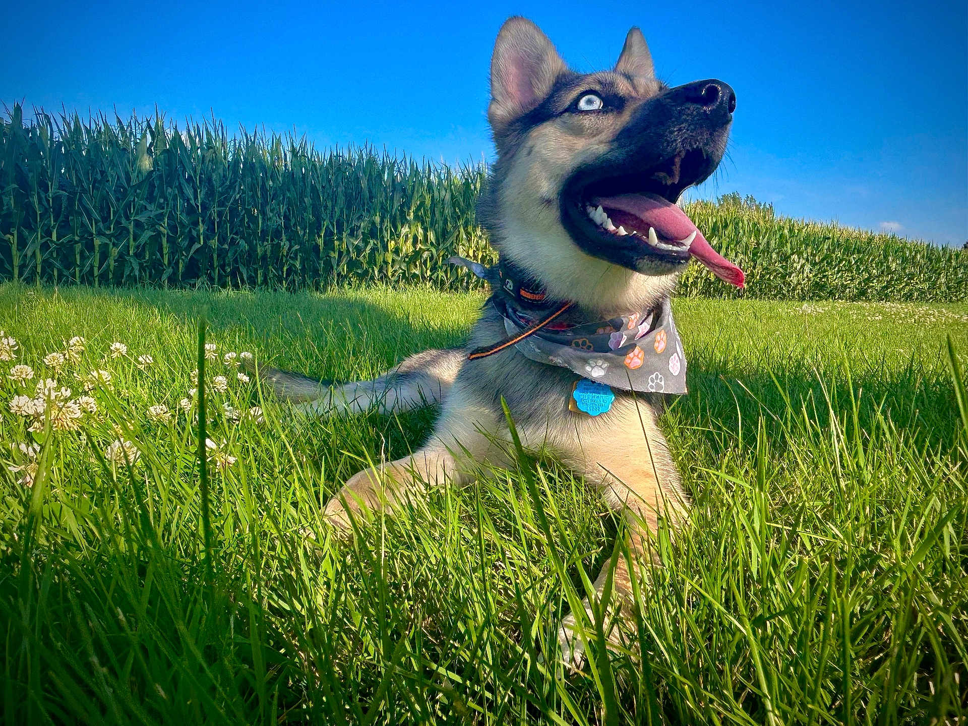 Korra is registered to the contest to win money with this photo: dog, grass, blue_sky, cornfield, bandana, tongue_out, happy_dog, outdoor, pet, animal, summer, nature, canine, greenery, sunlight, playing, closeup, lying_down, ears_up, collar
