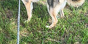 Korra joined the competition — help win amazing prizes! dog, leash, grass, outdoor, animal, pet, canine, blue_eyes, fur, nature, walking, collar, standing, alert, summer, daylight, field, muzzle, tail, ears