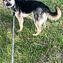 dog, leash, grass, outdoor, animal, pet, canine, blue_eyes, fur, nature, walking, collar, standing, alert, summer, daylight, field, muzzle, tail, ears