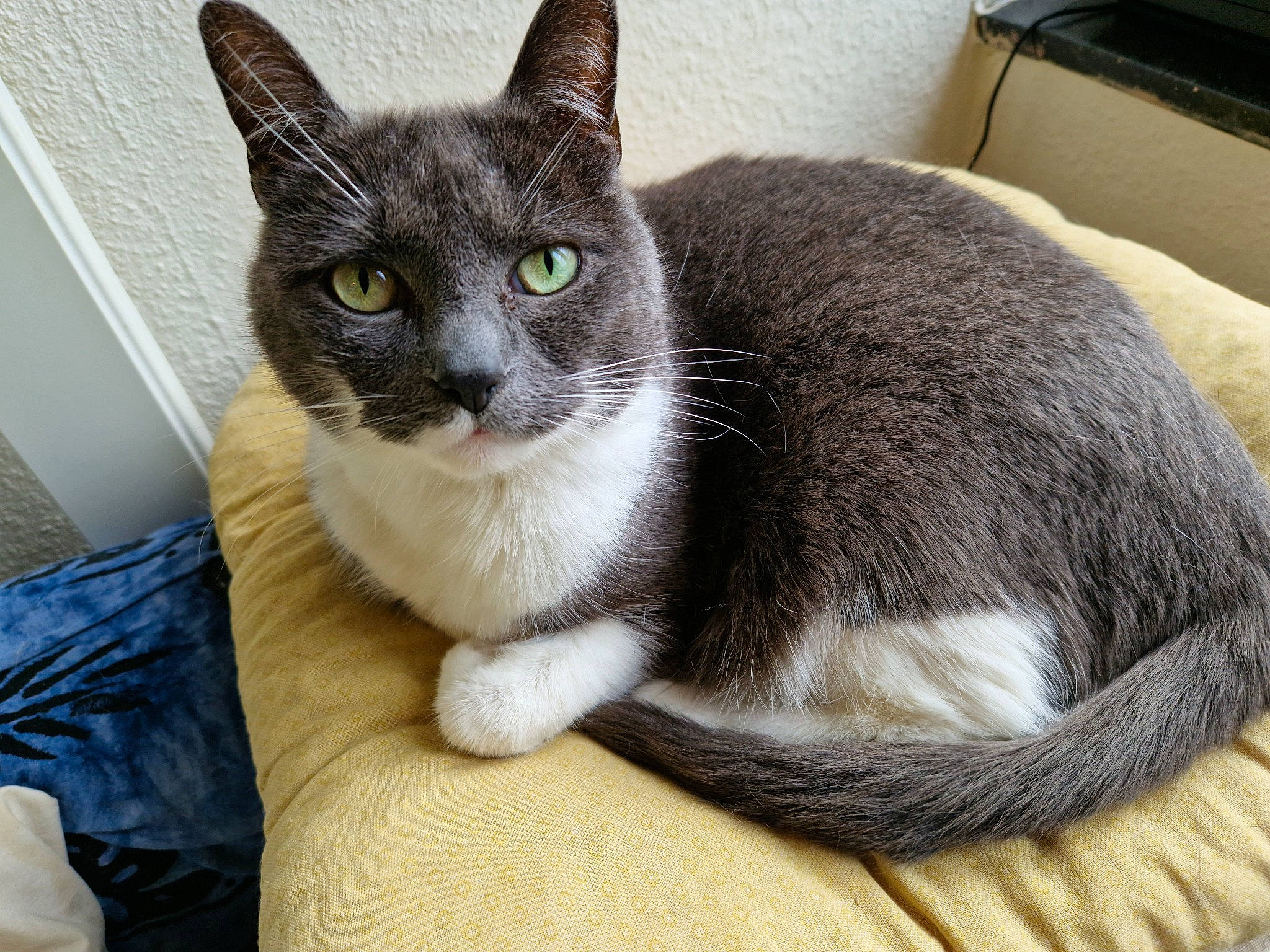 Pipousse participe au concours pour gagner de l'argent avec cette photo : box, carnivore, cat, cat_bed, cat_furniture, cat_supply, comfort, couch, domestic_short_haired_cat, felidae, fur, grey, paw, pet_supply, sitting, sleeper_chair, small_to_medium_sized_cats, snout, tail, whiskers