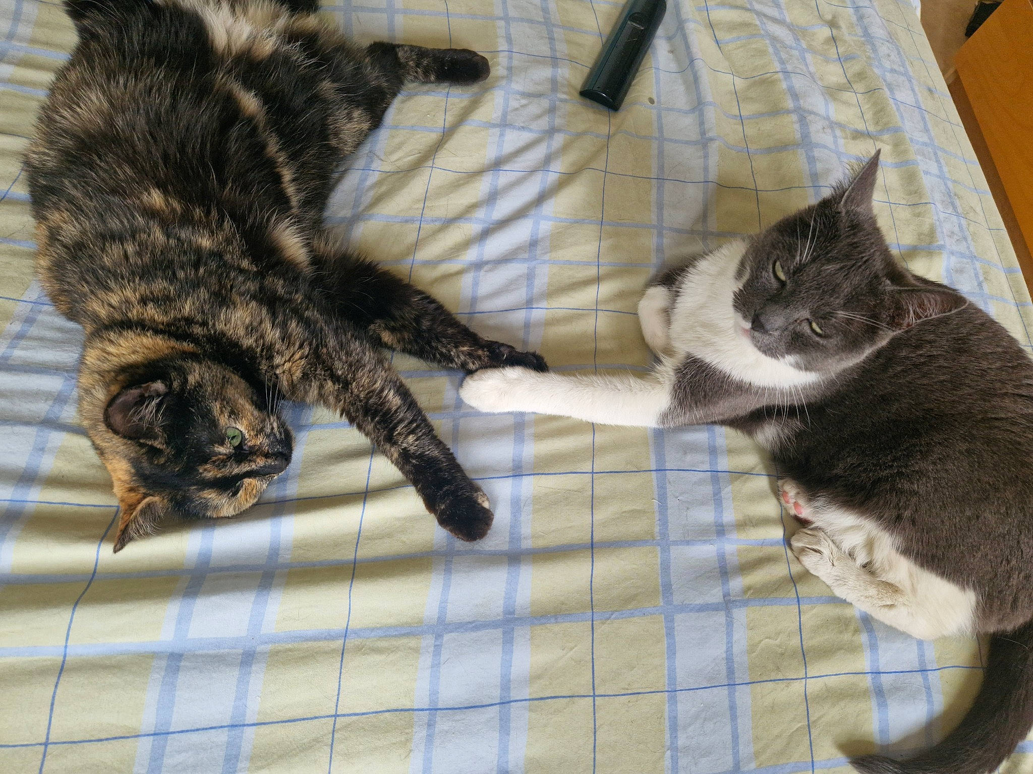 Pipousse a rejoint le concours — aidez-le/la à gagner de superbes lots ! carnivore, cat, claw, comfort, couch, domestic_short_haired_cat, felidae, flooring, fur, mammal, pattern, paw, pillow, small_to_medium_sized_cats, snout, tail, terrestrial_animal, vertebrate, whiskers, wood