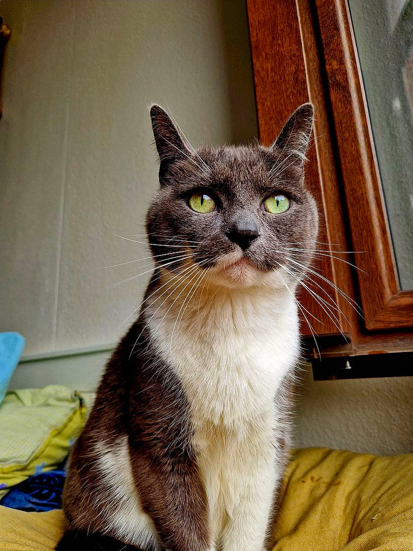 Pipousse a rejoint le concours — aidez-le/la à gagner de superbes lots ! carnivore, cat, cat_furniture, cat_supply, claw, domestic_short_haired_cat, felidae, fur, paw, sitting, small_to_medium_sized_cats, snout, tail, terrestrial_animal, whiskers, window