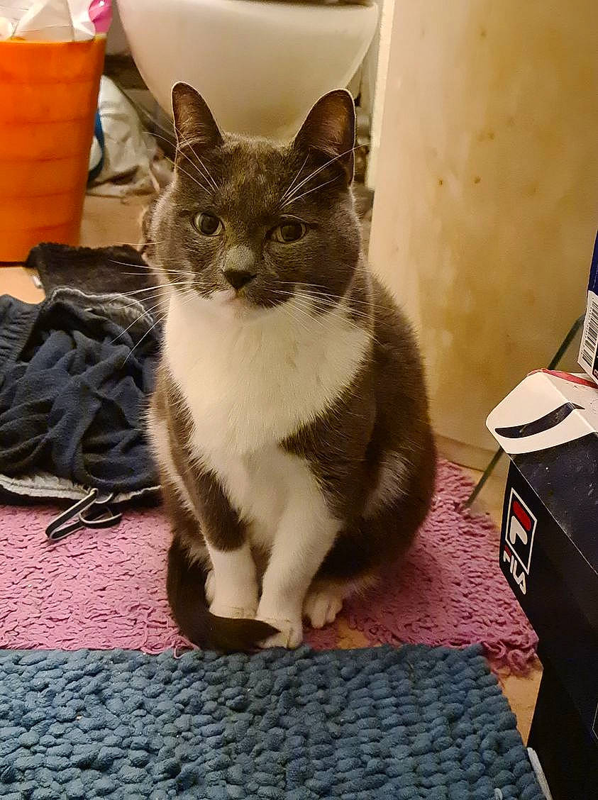 Pipousse a rejoint le concours — aidez-le/la à gagner de superbes lots ! box, carnivore, cat, comfort, domestic_short_haired_cat, felidae, flag, floor, flooring, foot, fruit, fur, grey, paw, shipping_box, sitting, small_to_medium_sized_cats, snout, tail, whiskers