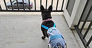 Chloe is registered to the contest to win money with this photo: balcony, building, car, clothing, concrete_floor, curious, daytime, diaper, dog, fence, greenery, looking, motorcycle, outdoor, parking_lot, person, pet, railing, sidewalk, urban