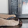 Chloe joined the competition — help win amazing prizes! bed, brown, cabinet, collar, cozy, dog, domestic, floor, furniture, glassware, indoor, pet, pink_collar, plush_bed, quiet, relaxed, resting, sleeping, toy, wooden_floor