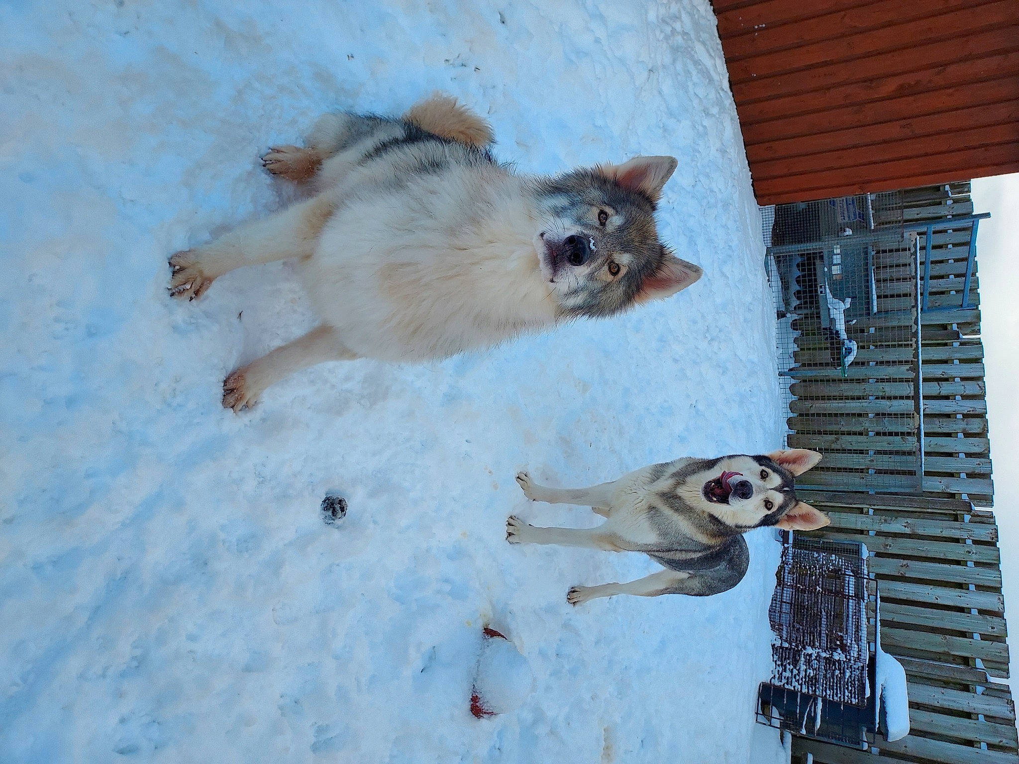 Drago is registered to the contest to win money with this photo: building, canidae, carnivore, collar, companion_dog, dog, dog_breed, dog_supply, fawn, felidae, freezing, fur, pet_supply, small_to_medium_sized_cats, snout, snow, sporting_group, tail, winter, working_animal