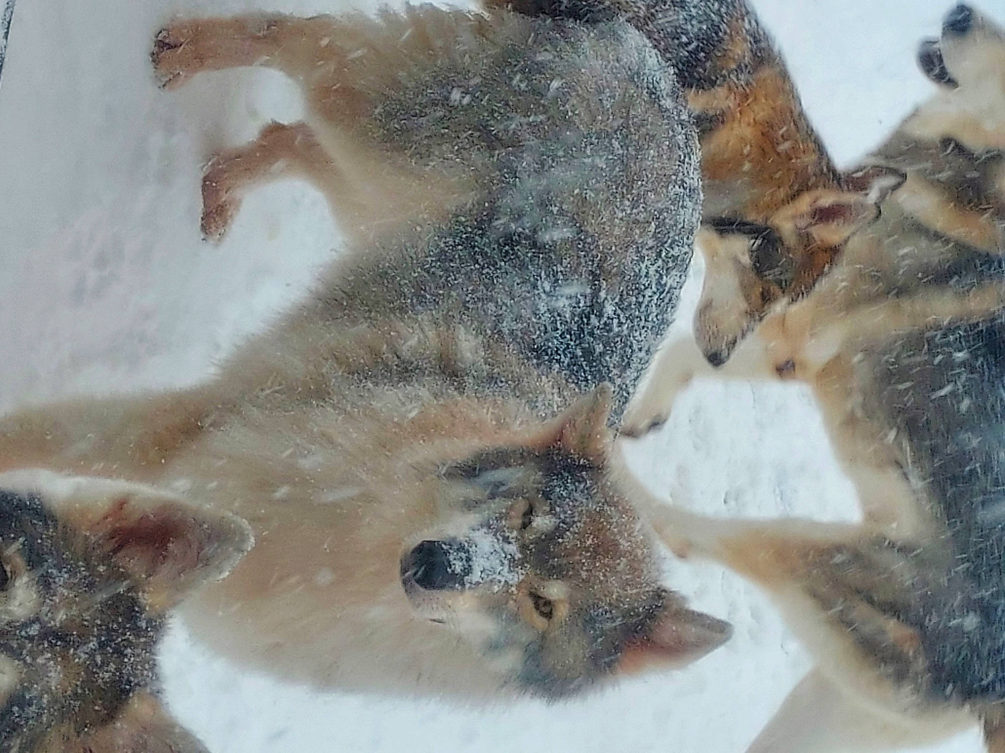 Drago is registered to the contest to win money with this photo: canidae, carnivore, claw, close_up, fawn, fur, paw, snout, snow, terrestrial_animal, whiskers, wildlife, winter