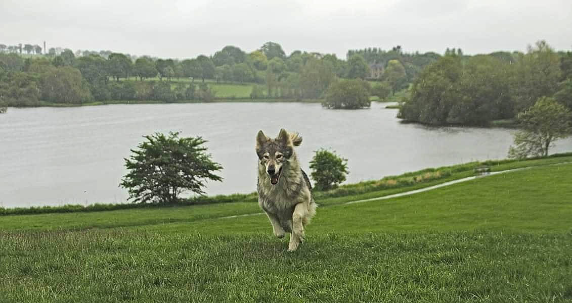 Drago joined the competition — help win amazing prizes! bank, carnivore, cloud, dog, dog_breed, german_shepherd_dog, grass, grass_family, grassland, herding_dog, lake, meadow, natural_landscape, plant, sky, sled_dog, tree, water, watercourse, wolf