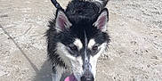 Nitro is registered to the contest to win money with this photo: dog, husky, leash, sand, bridge, outdoor, pet, animal, wet, tongue_out, tail, walking, canine, daylight, waterfront, shadow, happy, nature, fur, playful
