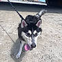 dog, husky, leash, sand, bridge, outdoor, pet, animal, wet, tongue_out, tail, walking, canine, daylight, waterfront, shadow, happy, nature, fur, playful