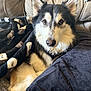 Nitro joined the competition — help win amazing prizes! dog, husky, blanket, couch, fur, pet, indoor, cozy, black_and_white, face, animal, canine, domestic_animal, pillow, resting, looking_at_camera, soft_texture, home, relaxing, comfort