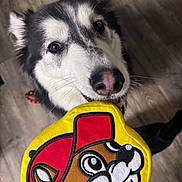 Nitro is registered to the contest to win money with this photo: dog, husky, toy, stuffed_toy, floor, wooden_floor, pet, animal, indoor, playful, cute, canine, looking_up, black_and_white, fur, nose, ears, mouth, close_up, happy