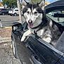Nitro is registered to the contest to win money with this photo: dog, husky, car, window, parking_lot, tree, outdoor, pet, animal, black_and_white, happy, tongue_out, fur, vehicle, mirror, daytime, sky, cloud, side_view, leisure